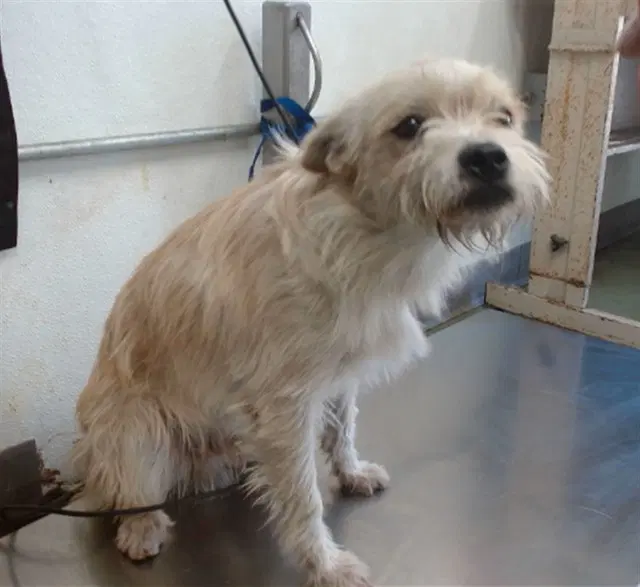 Benji - Terrier
