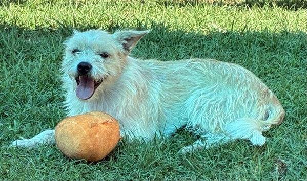 BENJI