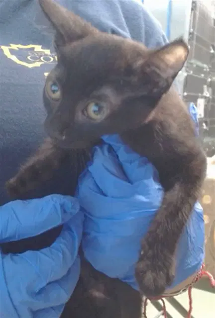 Persia - Domestic Short Hair