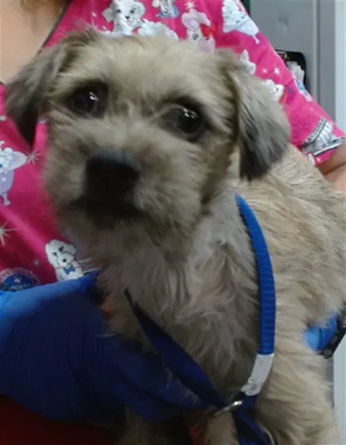 Rosa - Terrier
