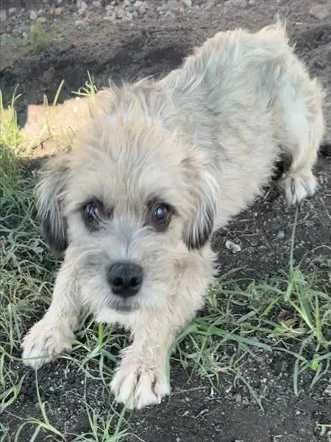 Rosa - Terrier