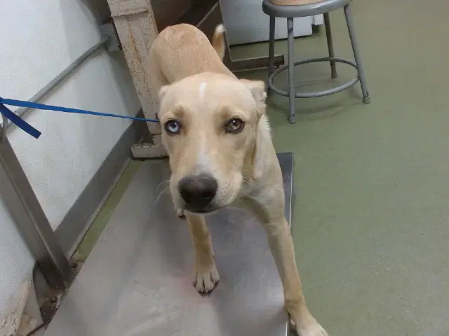 Foo - Labrador Retriever