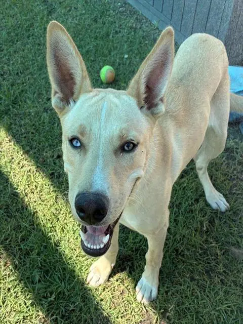Foo - Labrador Retriever