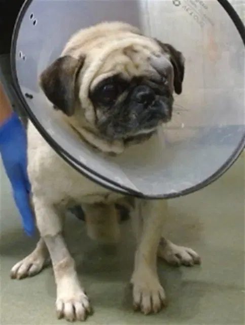 Henry - Pug