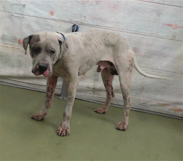 Maxamus - Great Dane