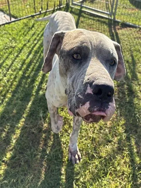 Maxamus - Great Dane