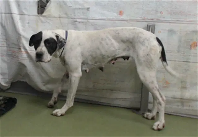 Xena - Great Dane