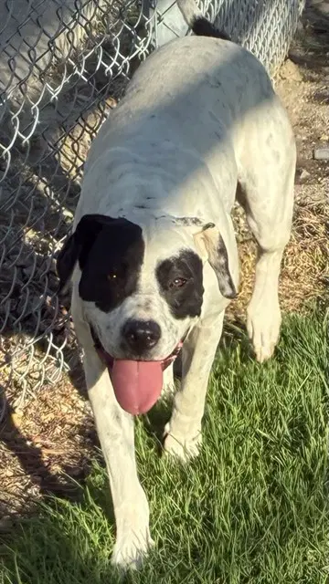 Xena - Great Dane