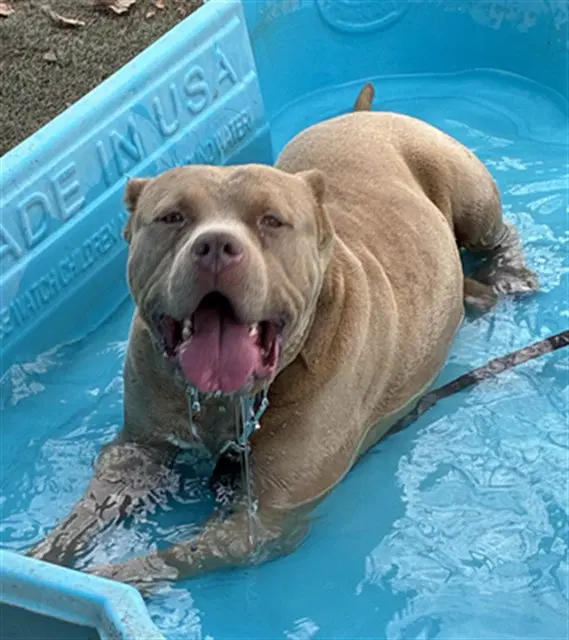 Rock - Pit Bull Terrier