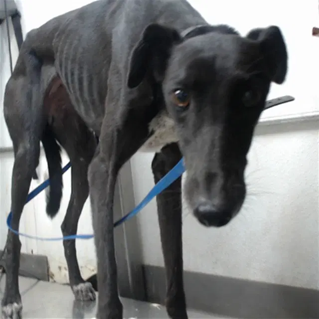 Choco - Greyhound
