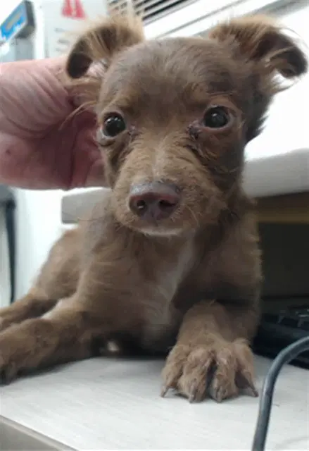 Prince - Chihuahua