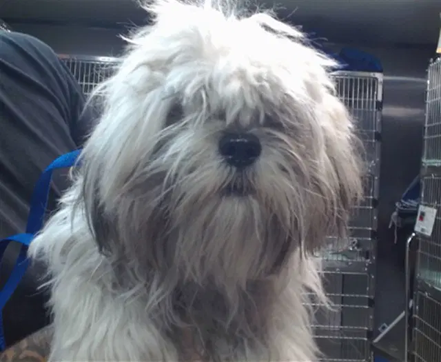 Brady - Maltese