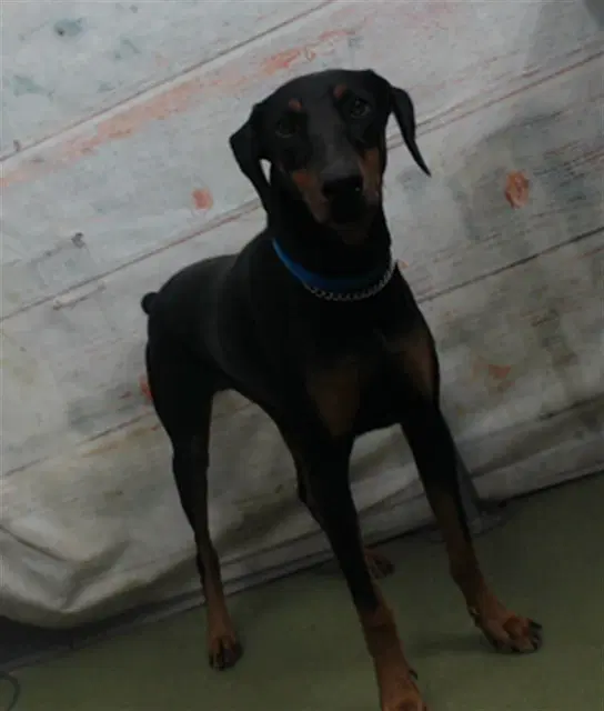 Yuri - Doberman Pinscher