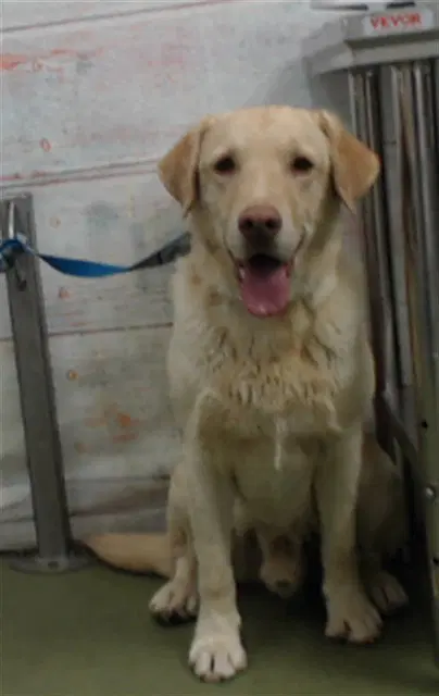 Hamilton - Labrador Retriever