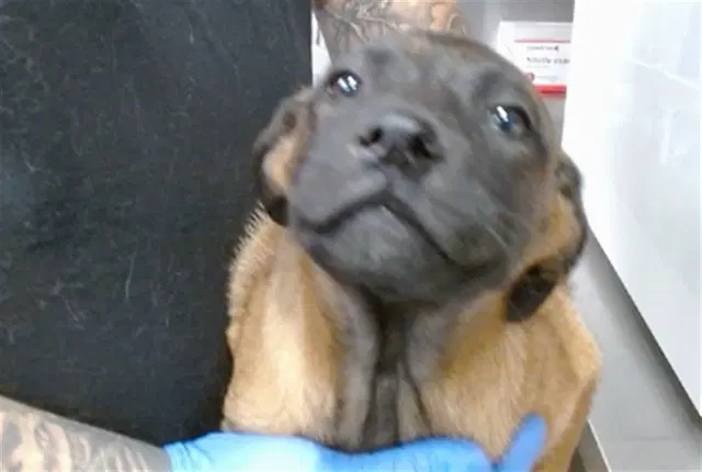 Poxy - Belgian Shepherd Malinois