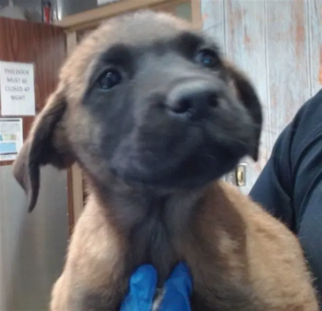 Taxi - Belgian Shepherd Malinois