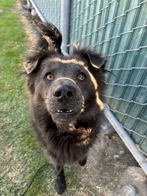 Harris - Chow Chow