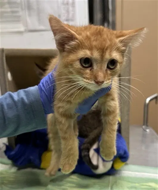Eevee - Domestic Short Hair