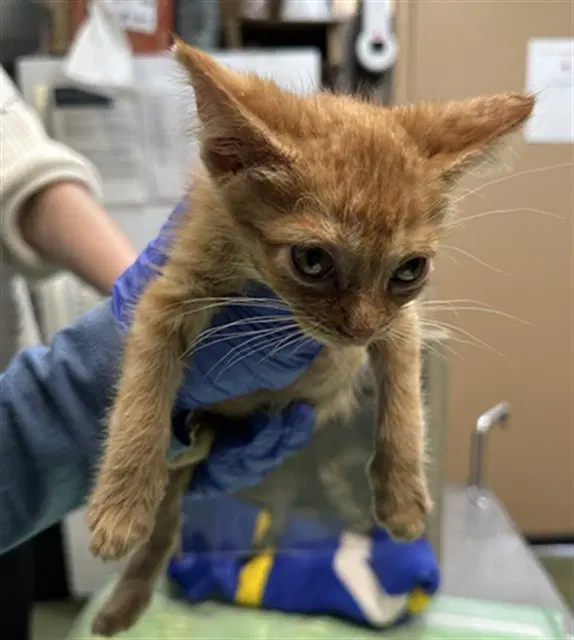 Med Adopt Mew - Domestic Short Hair