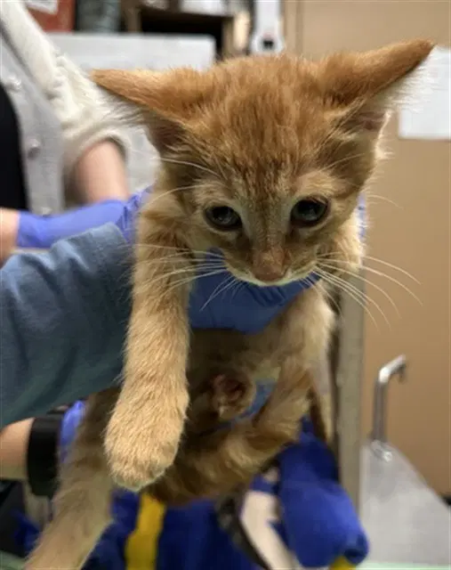 Piplup - Domestic Short Hair