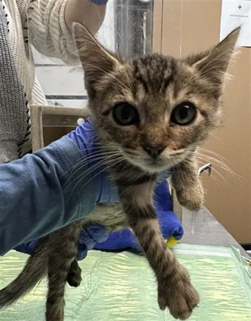 Jirachi - Domestic Short Hair