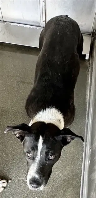 Bennie - Pit Bull Terrier