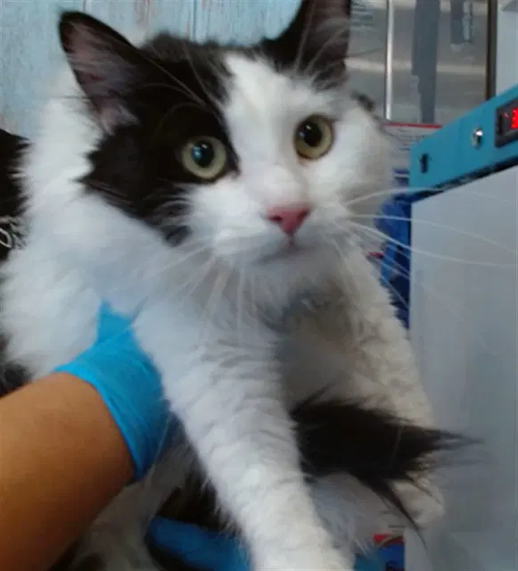 Nipsey - Domestic Short Hair