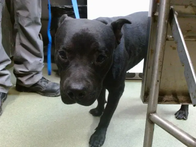 Shorty - Pit Bull Terrier