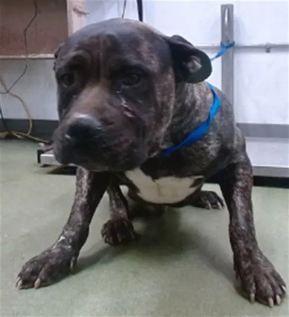 Calvin - Mastiff