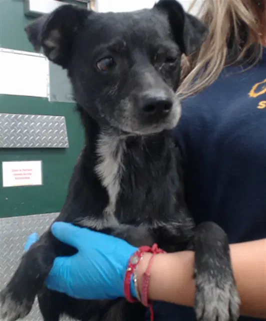 Charles - Chihuahua