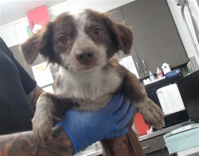 Samantha