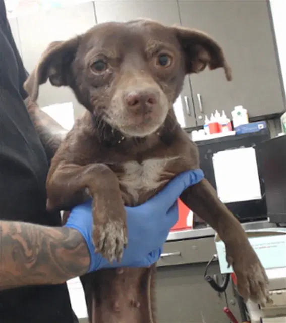 Diamond - Chihuahua