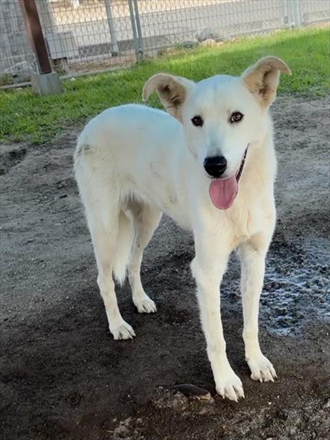 RAYA, a dog for adoption from Devore Animal Shelter