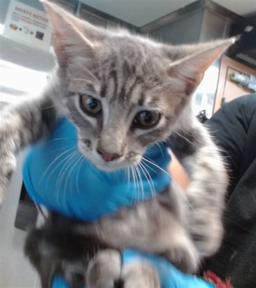SASHA, a cat for adoption from Devore Animal Shelter