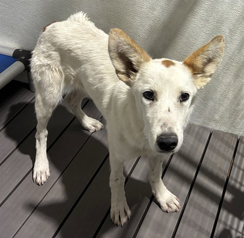 JENGA, a dog for adoption from Devore Animal Shelter