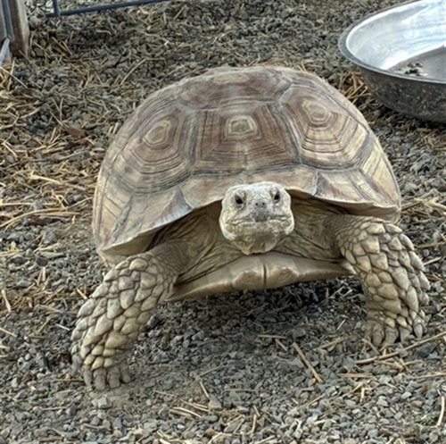 SCOOTER, a tortoise for adoption from Devore Animal Shelter