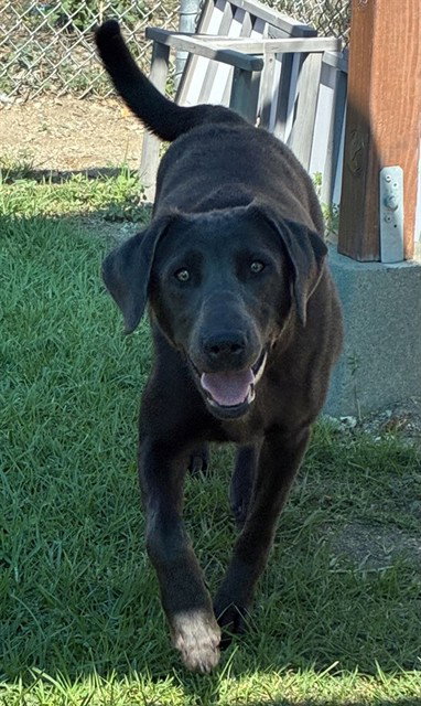 IVY, a dog for adoption from Devore Animal Shelter