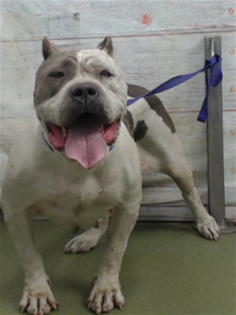DOPEY, a dog for adoption from Devore Animal Shelter