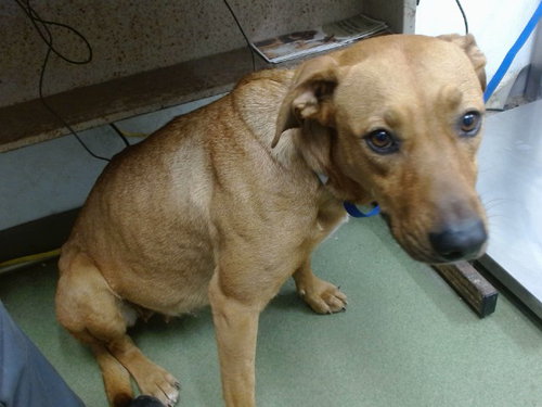 PASTEL, a dog for adoption from Devore Animal Shelter