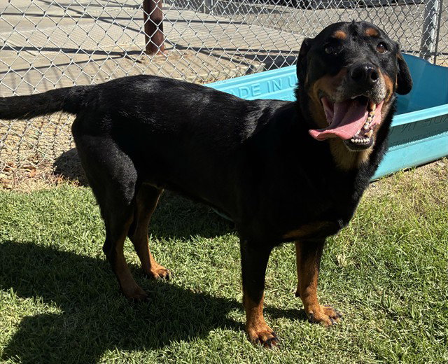 Sammy, Rottweiler
