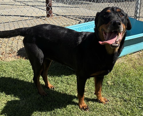 SAMMY, a dog for adoption from Devore Animal Shelter