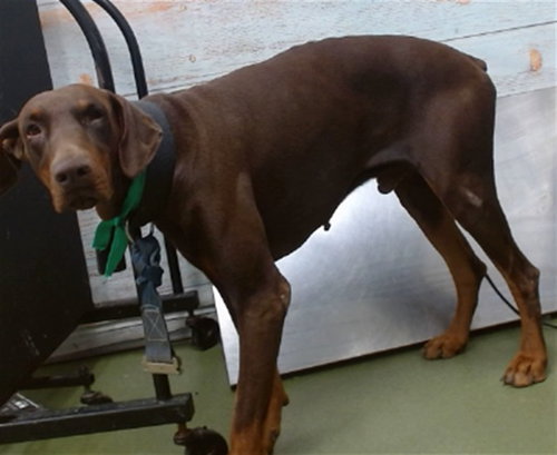 HUNTER, a dog for adoption from Devore Animal Shelter