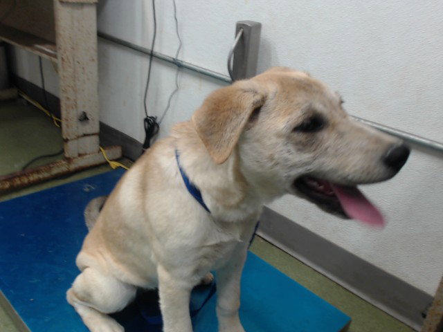 Burton, Labrador Retriever