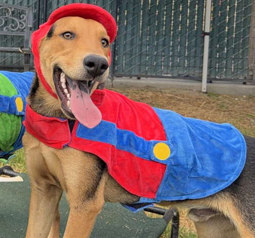 OZZY, a dog for adoption from Devore Animal Shelter