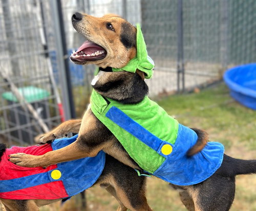 BOWIE, a dog for adoption from Devore Animal Shelter