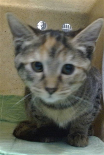 KIRA, a cat for adoption from Devore Animal Shelter
