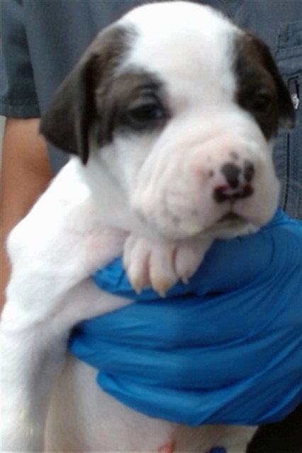 Athena, Pit Bull Terrier