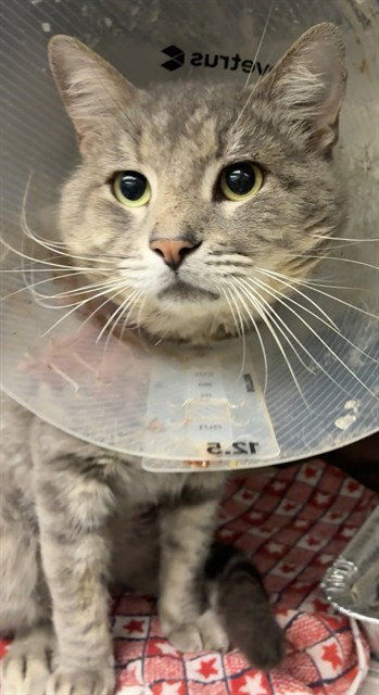 CLAUDE, a cat for adoption from Devore Animal Shelter