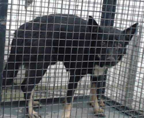 LEELA, a dog for adoption from Devore Animal Shelter