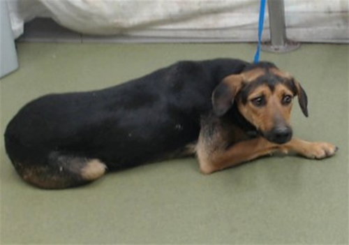 MADDIE, a dog for adoption from Devore Animal Shelter